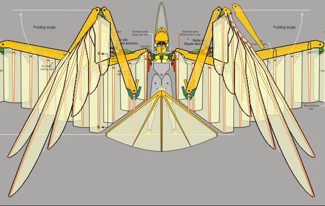 falcon wing anatomy